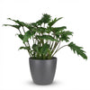 Green boutiQ - Kamerplant - Philodendron - Philodendron Xanadu - Groen - Weinig onderhoud - 1 Plant - met Potter Grijs - Pot 19cm - Hoogte 60cm