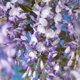 Green boutiQ - Blauwe regen - Wisteria floribunda Prolific - Bloem Blauw- 1 plant - Pot 11cm Hoogte 40cm