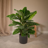 Calathea Zebrina - Pauwenplant - Ø19cm - ↕75cm