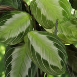 Green boutiQ - Kamerplant - Maranta Fascinator Silverband - Gebedsplant - Huisdiervriendelijke Plant - Groen - 2 Planten - met Potter Wit - Pot 12cm - Hoogte 25cm