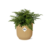 Asplenium Parvati in ELHO Vibes Fold 14cm geel