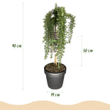 Green boutiQ - Plant op Stam - Rosmarinus officinalis Prostratus - Terras Plant - Bladhoudend - Winterhard -Paarse Bloem - Pot 19cm Hoogte 70 - 90cm