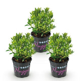 Green boutiQ - Dwerg Rhododendron - Rhododendron Bloombux Light Pink - Bloeiende Buxus - Weinig Onderhoud - Licht Roze Bloem - 3 Planten - Pot 10,5cm - Hoogte 20-25cm