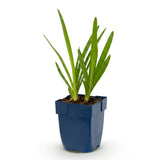 Green boutiQ - Vasteplant - Agapanthus africanus - Afrikaanse Lelie - Bijen en Vlinderlokkers - Blauw - 1 Plant - Pot 11cm - Hoogte 15-25cm