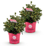 Green boutiQ - Dwerg Rhododendron - Rhododendron Bloombux Magenta - Bloeiende Buxus - Weinig Onderhoud - Roze Bloem - 2 Planten - Pot 23cm - Hoogte 45-55cm