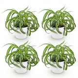 Green boutiQ - Kamerplant - Chlorophytum comosum Bonnie - Krullende Graslelie - Huisdiervriendelijke Plant - Groen - 4 Planten - met Potter Wit - Pot 12cm - Hoogte 20cm