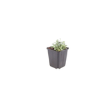 12x Cerastium tomentosum - ↕10-25cm - Ø9cm