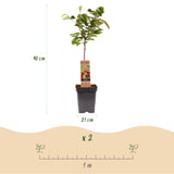 Green boutiQ - Fruitboom - Prunus avium Regina - Kersenboom - Winterhard - Donker Rode Bes - 1 Plant - Pot 21cm - Hoogte 90cm