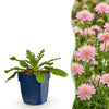 Green boutiQ - Vasteplant - Scabiosa col. Pink Mist - Duifkruid - Bijen en Vlinderlokkers - Roze - 12 Planten - Pot 11cm - Hoogte 15-25cm