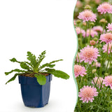 Green boutiQ - Vasteplant - Scabiosa col. Pink Mist - Duifkruid - Bijen en Vlinderlokkers - Roze - 12 Planten - Pot 11cm - Hoogte 15-25cm