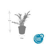 12x Lonicera pileata - ↕10-25cm - Ø9cm