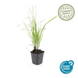 60x Calamagrostis acut. 'Karl Foerster'- ↕10-25cm - Ø9cm