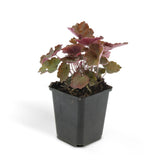 24x Heuchera mic. 'Palace Purple' - ↕10-25cm - Ø9cm