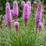 Green boutiQ - Vasteplant - Liatris spicata - Lampenkruid - Bijen- en vlinderlokkers - Paars - 24 Planten - Pot 11cm - Hoogte 15-25cm
