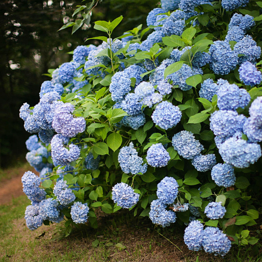 Hydrangea macrophylla Blue – 30 cm hoog · Hortensia Bloem Blauw (foto 6)