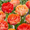 24x Tulipa Gudoshnik Double - Gevuldbloemige tulp Gudoshnik - Diversen - Voorjaarsbloeier - Bolmaat 11/12