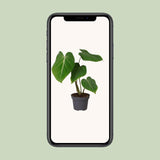 Philodendron Glorisoum - Ø12cm - ↕35cm