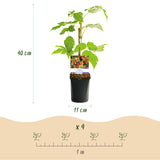Green boutiQ - Fruitplant - Framboos - Rubus idaeus Autumn Bliss- Rode Framboos - 2 planten -Pot 11cm Hoogte 40cm
