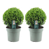2x Ilex crenata 'Jenny' bol XL | set van 2 stuks | 19 cm Ø