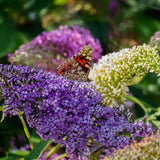 Green boutiQ - Vlinderstruik - Buddleja davidii Tricolour - Bloem Roze , Wit en Paars - 1 Plant - Bladverliezend - Vlinderlokkend -Pot 17cm Hoogte 30cm