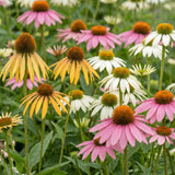 Green boutiQ - Vasteplant - Echinacea Tricolour - Zonnehoed - Bijen en Vlinderlokkers - Geel - Roze - Wit - 6 Planten - Pot 11cm - Hoogte 15-25cm