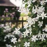 Green boutiQ - Klimplant - Clematis armandii Apple Blossom - Bloem Roze - Groenblijvend - Weinig onderhoud - 1 Plant pot 11cm Hoogte 40cm