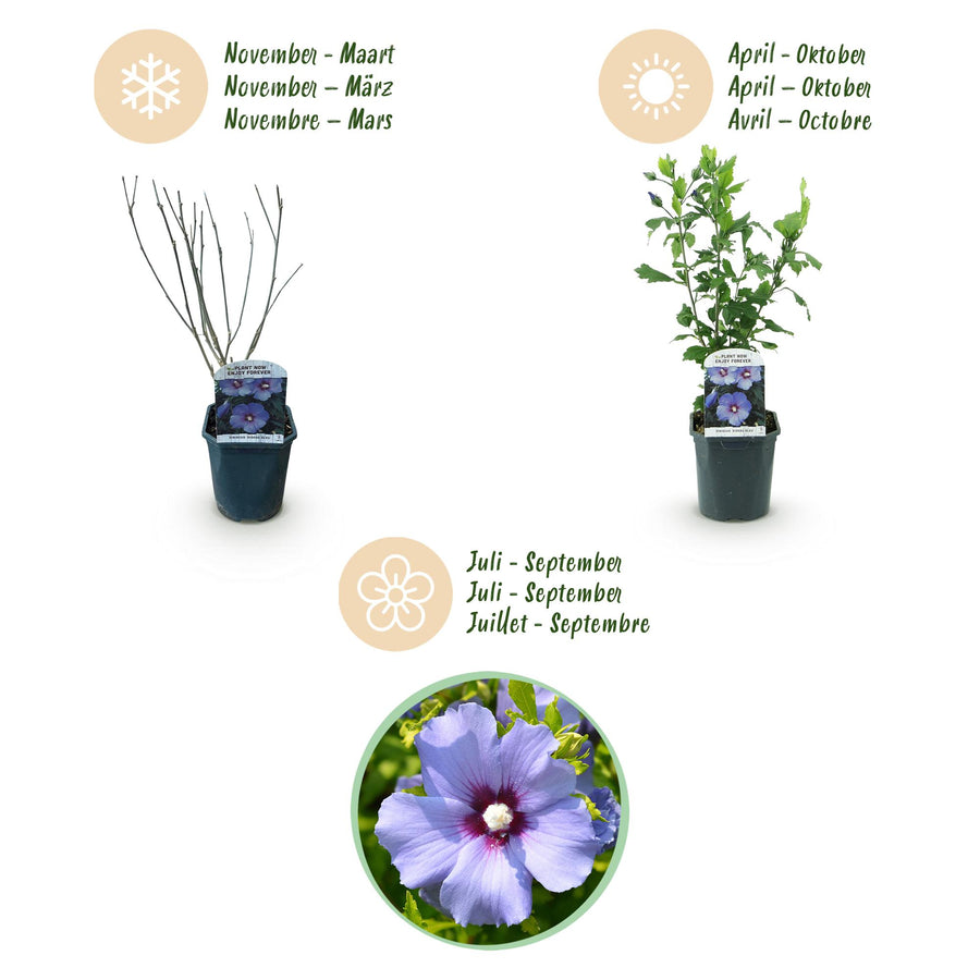 Hibiscus syriacus Oiseau Blue – 45 cm hoog (foto 4)