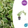 48x Vinca major 'Variegata' - ↕10-25cm - Ø9cm