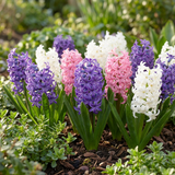80x Hyacinthus Pastel mix - Pastel mix hyacint - Pastel - Voorjaarsbloeier - Bolmaat 14/15
