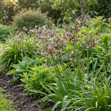 80x Allium Siculum - Siciliaanse honingklokje - Crème en Roze - Zomerbloeier - Bolmaat 10/12