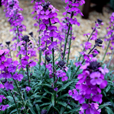12x Erysimum 'Bowles' Mauve' - ↕10-25cm - Ø9cm