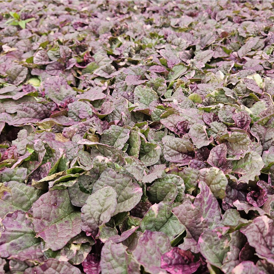 Ajuga reptans 'Burgundy Glow' – 60 planten · pot Ø9 cm · 10-25 cm hoog (foto 6)