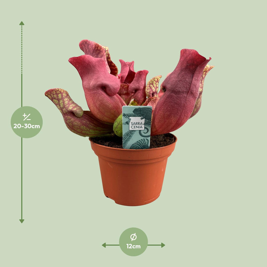 Sarracenia Maroon (foto 2)