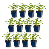 Green boutiQ - Vasteplant - Geranium macr. Ingwersen's Variety - Ooievaarsbek - Bodembedekkend - Licht Roze - 12 Planten - Pot 11cm - Hoogte 15-25cm