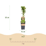 Green boutiQ - Fruitplant - Ribes uva-crispa Hinnonmäki Grün - Kruisbes - Winterhard - Groene Bes - 2 Planten - Pot 15cm - Hoogte 50cm