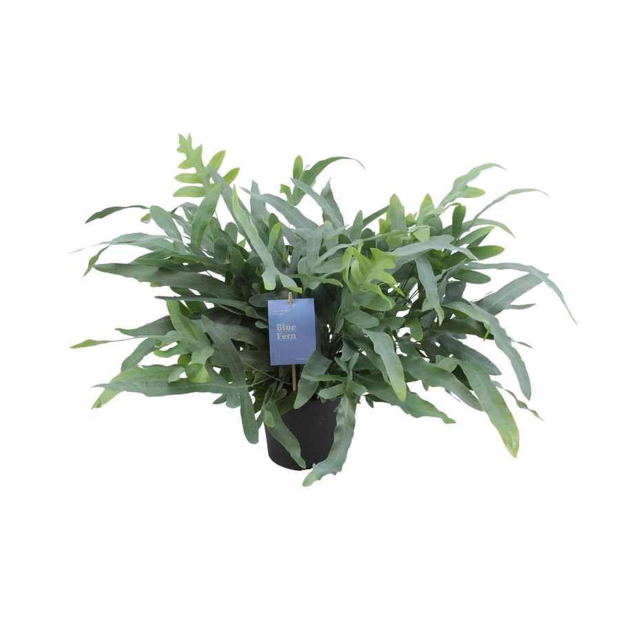 Phlebodium Aureum Blue Star – Pot Ø17 cm · 50 cm hoog