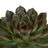 Echeveria mix 10.5 cm - 3x - in witte pot