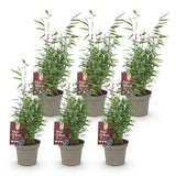 Green boutiQ - Bamboe - Fargesia Red Dragon - Bladhoudend - Niet Woekerend - Groen - 6 Planten - Pot 14cm - Hoogte 35cm