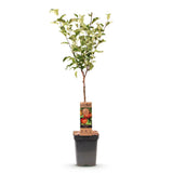 Green boutiQ - Fruitboom - Malus domestica Elstar - Appelboom - Winterhard - Rood-Groene Appel - 1 Plant - Pot 21cm - Hoogte 90cm