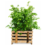 Palletdeal Haagplanten:50 Fagus sylvatica ↕ 80-100 - Ø 19cm | Mini Pallet