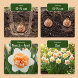 10x Narcissus Macaron Bloss - Narcis Macaron Bloss - Wit en Geel - Voorjaarsbloeier - Bolmaat 12/14