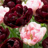 48x Tulipa Sweet Desire mix - Tulp Sweet Desire mix - Diversen - Voorjaarsbloeier - Bolmaat 11/12