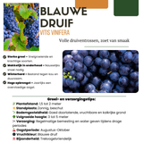 6 x Biologische Druivenplanten — 6 stuks — Ø13 cm, 20 cm hoog
