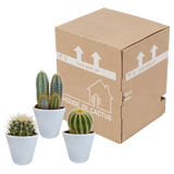 Cactus mix 8.5 cm - 3x - in witte pot