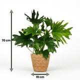 Green boutiQ - Kamerplant - Philodendron - Philodendron Lickety split - Groen - Weinig onderhoud - 1 Plant - met Mand - Pot 19cm - Hoogte 70cm