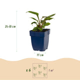 Green boutiQ - Borderpakket - Bijen en Vlinderlokkend - 24 Vaste planten - 3 m2 - Diversen kleuren - Weinig Onderhoud - Pot 11cm
