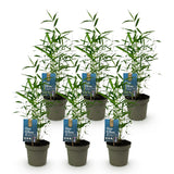 Green boutiQ - Bamboe - Fargesia Blue Dragon - Bladhoudend - Niet Woekerend - Groen - 6 Planten - Pot 14cm - Hoogte 35cm