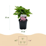 Green boutiQ - Hortensia - Hydrangea macrophylla Roze - Bloem Roze - 3 Planten - 1 m2 - Bladverliezend - Weinig Onderhoud - Pot 17cm Hoogte 30cm