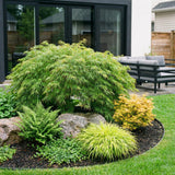 Green boutiQ - Tuinplant - Acer palmatum Emerald Lace - Japanse Esdoorn - Bladverliezend - Groen - 1 - Pot 26cm - Hoogte 90cm