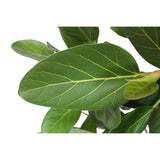 Ficus Benghalensis boom - 150 cm - ø30